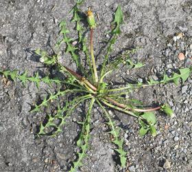 Phoenix Wharf Dandelion