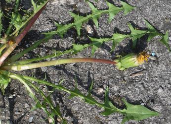 Phoenix Wharf Dandelion