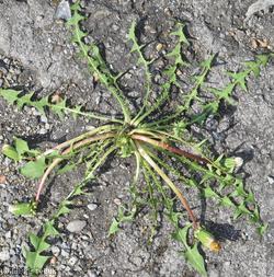 image for Taraxacum sect. Erythrosperma