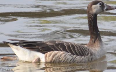 Greylag x Canada Goose
