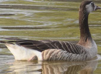 Greylag x Canada Goose