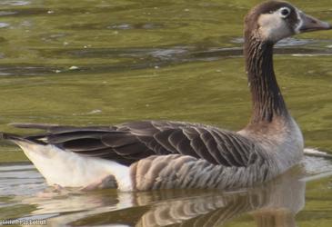 Greylag x Canada Goose