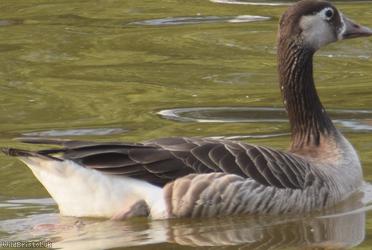 Greylag x Canada Goose