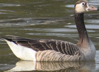 image for Greylag x Canada Goose