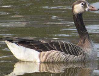 Greylag x Canada Goose