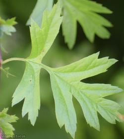 Common Hawthorn type 57