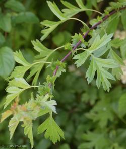 Common Hawthorn type 57