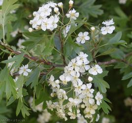 Common Hawthorn type 57