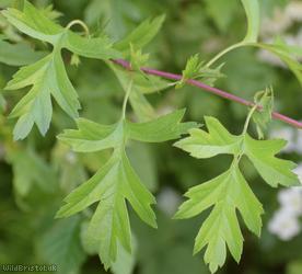 Common Hawthorn type 57