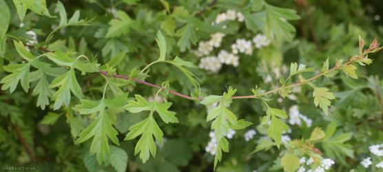 Common Hawthorn type 57