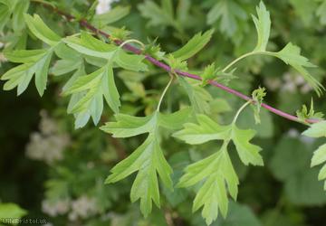 Common Hawthorn type 57