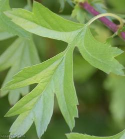 Common Hawthorn type 57