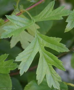 Common Hawthorn type 57