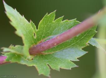 Common Hawthorn type 57