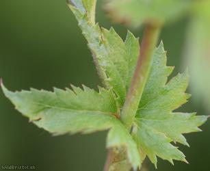 Common Hawthorn type 57