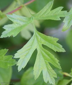 Common Hawthorn type 57