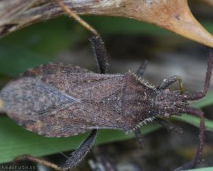 Denticulate Leatherbug