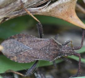 Denticulate Leatherbug