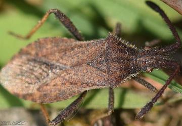 image for Denticulate Leatherbug