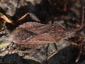 Denticulate Leatherbug