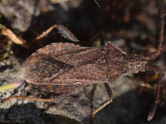 Denticulate Leatherbug