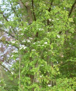 Common Hawthorn type 58