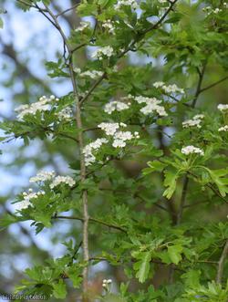 Common Hawthorn type 58
