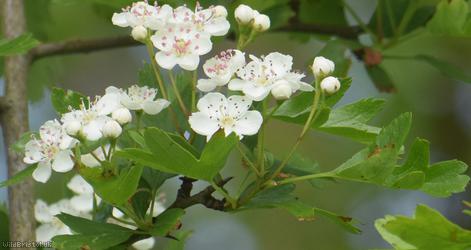 Common Hawthorn type 58