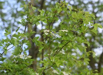 Common Hawthorn type 58