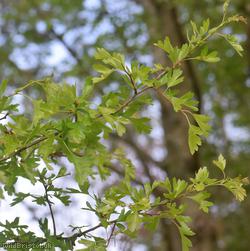 Common Hawthorn type 58