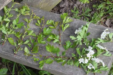 Common Hawthorn type 58
