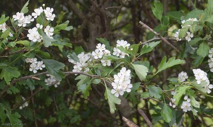 Common Hawthorn type 59