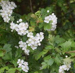 Common Hawthorn type 59
