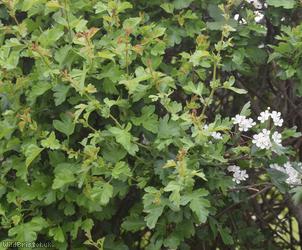 Common Hawthorn type 59