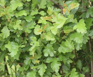 Common Hawthorn type 59