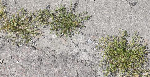 Annual Pearlwort