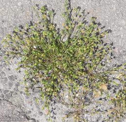 Annual Pearlwort
