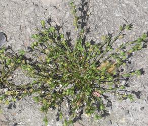 Annual Pearlwort