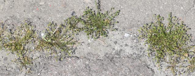 Annual Pearlwort