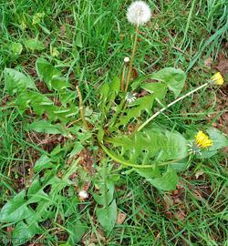 False Hook-lobed Dandelion