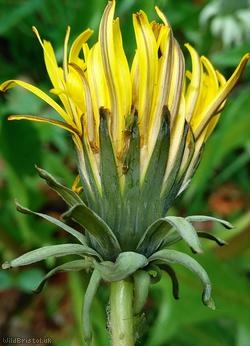 False Hook-lobed Dandelion