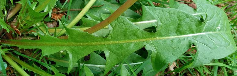 False Hook-lobed Dandelion