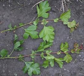 Common Hawthorn type 59