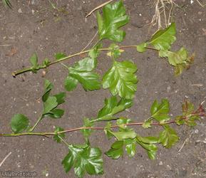 Common Hawthorn type 59