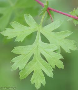 image for Common Hawthorn type 27
