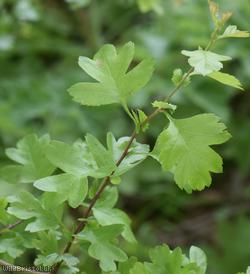 image for Common Hawthorn type 60