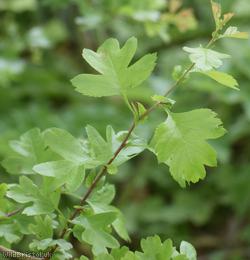 Common Hawthorn type 60
