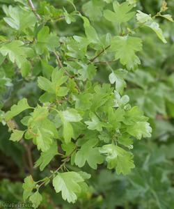 Common Hawthorn type 60