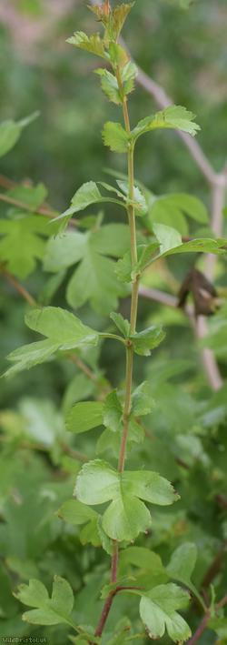 Common Hawthorn type 60