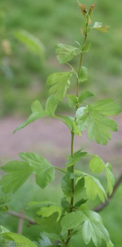 Common Hawthorn type 60